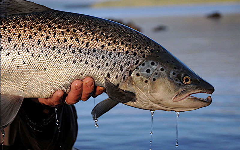 fly-fishing-lodge-trout-guides-bariloche-patagonia-fly-fishing-patagonia-bariloche-lakes-rivers-hatch-trout-brown-rainbow-adventure-rods-mayfly-stonefly-guides-camps-trips-fontilalis