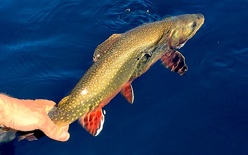 brook trout in Patagonia Bariloche-trout-guides-adventure-brown-rainbow-hatch-lakes-rivers-fontinalis