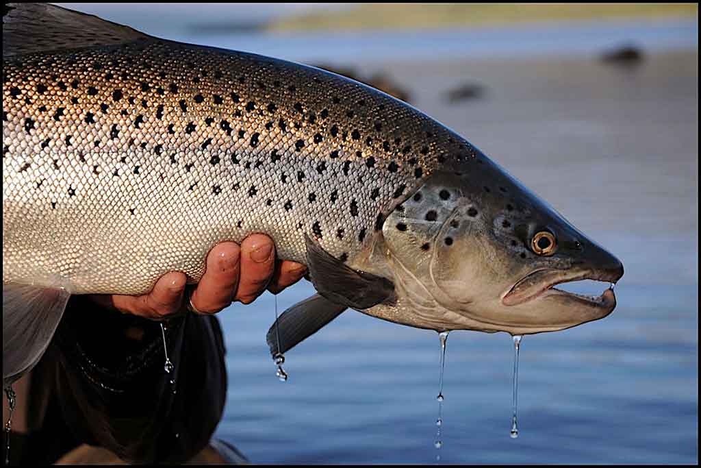 fly-fishing-dorado-goldes-bolivia-patagonia-bariloche-argentina-trout-guide-lodge-hom5